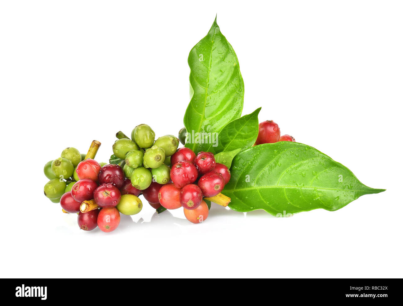 Ripe coffee beans Cut Out Stock Images & Pictures - Alamy