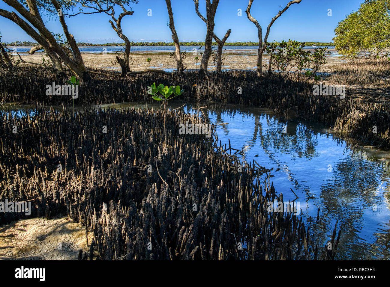 Young mangrove tree shoots on the beach Queensland coastline Australia Stock Photo