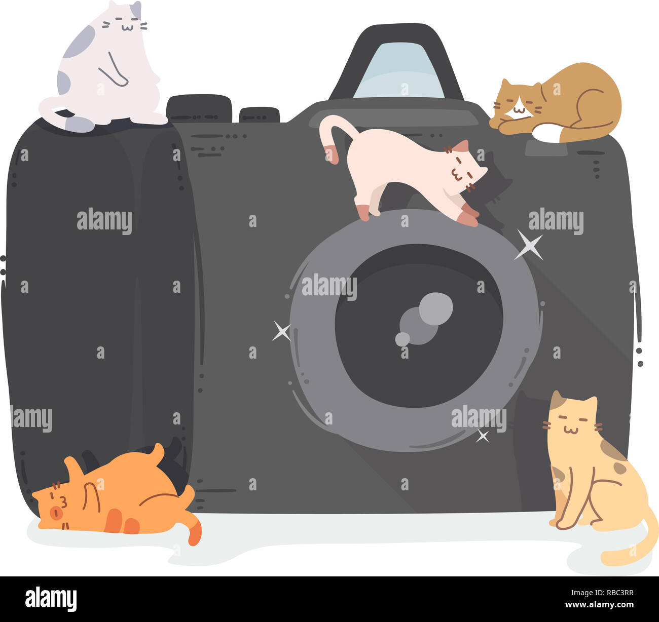 Taking picture of kitten hi-res stock photography and images - Alamy