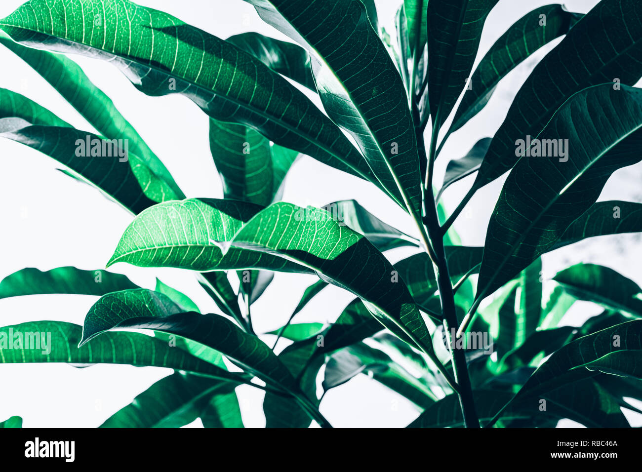Beautiful leaf (leaves)  texture pattern backgrounds ideas.nature concepts Stock Photo