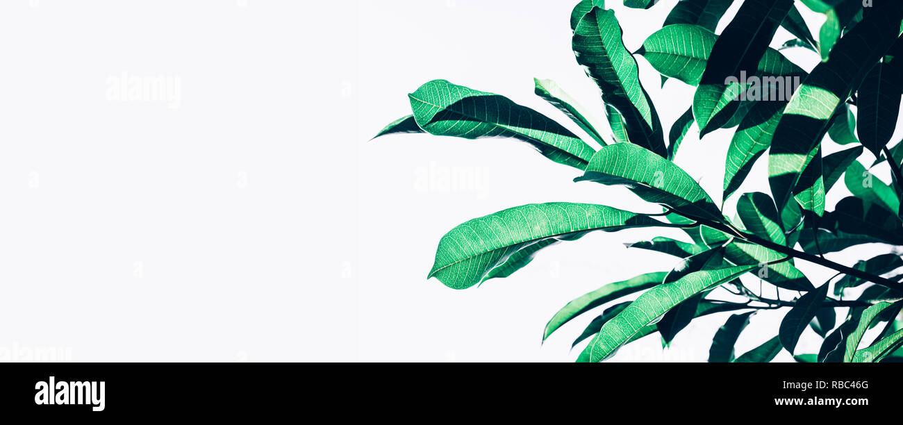 Beautiful leaf (leaves)  texture pattern backgrounds ideas.nature concepts Stock Photo