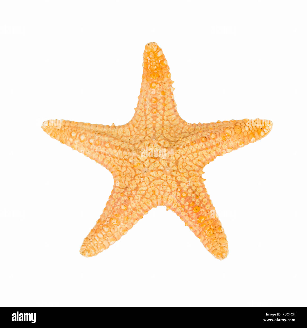 shellfish on Isolated White Background Stock Photo - Alamy