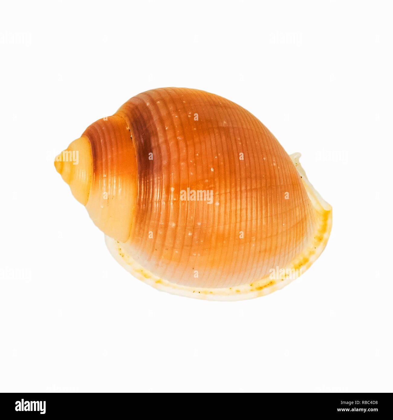 shellfish on Isolated White Background Stock Photo - Alamy
