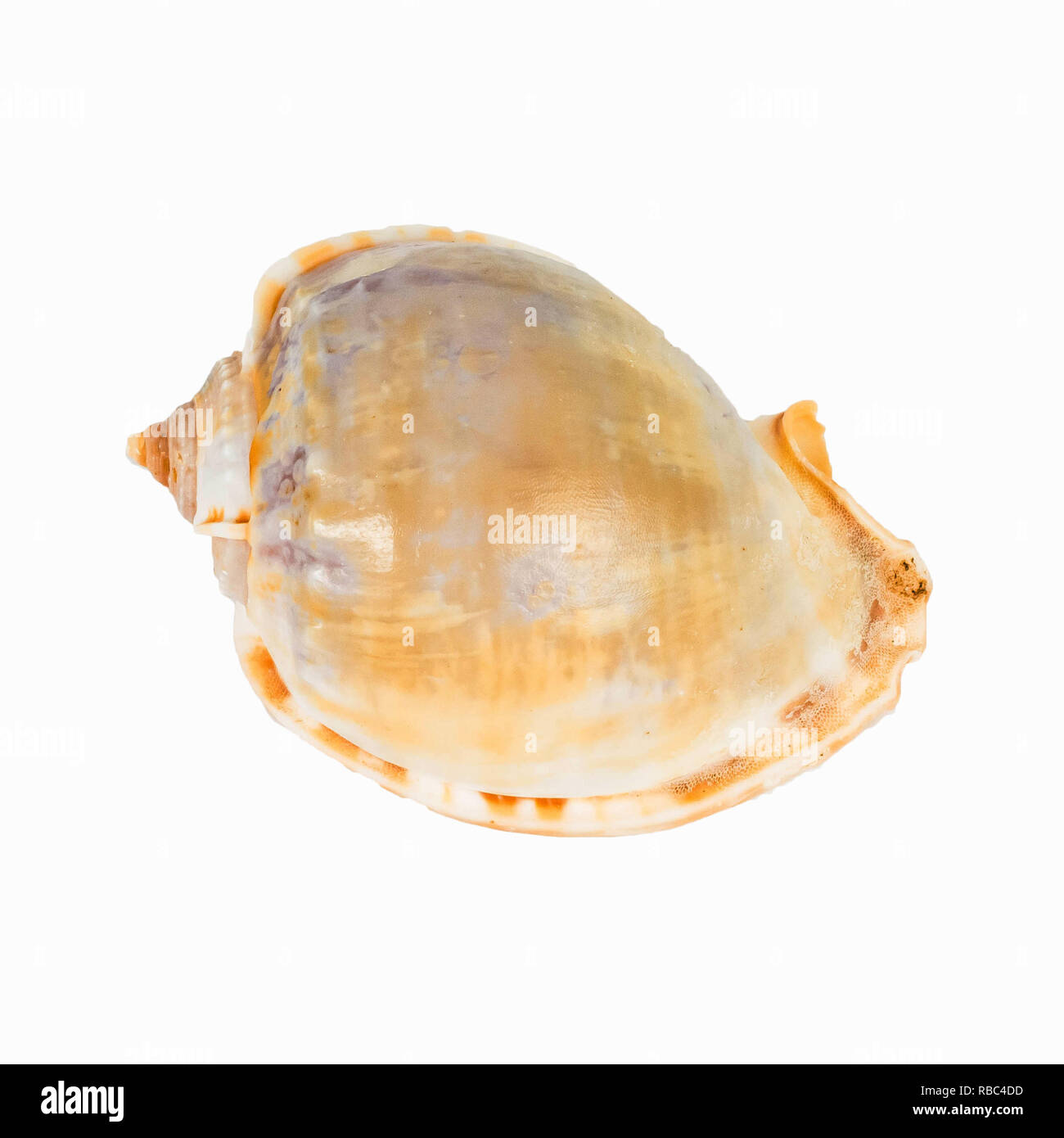 shellfish on Isolated White Background Stock Photo - Alamy