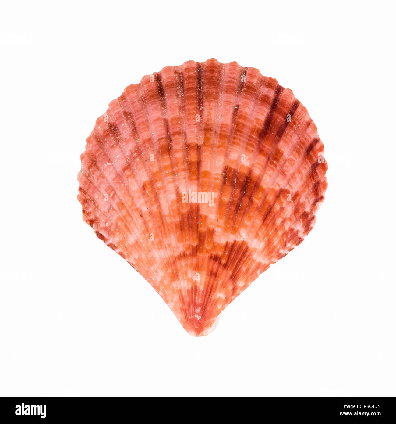 shellfish on Isolated White Background Stock Photo - Alamy