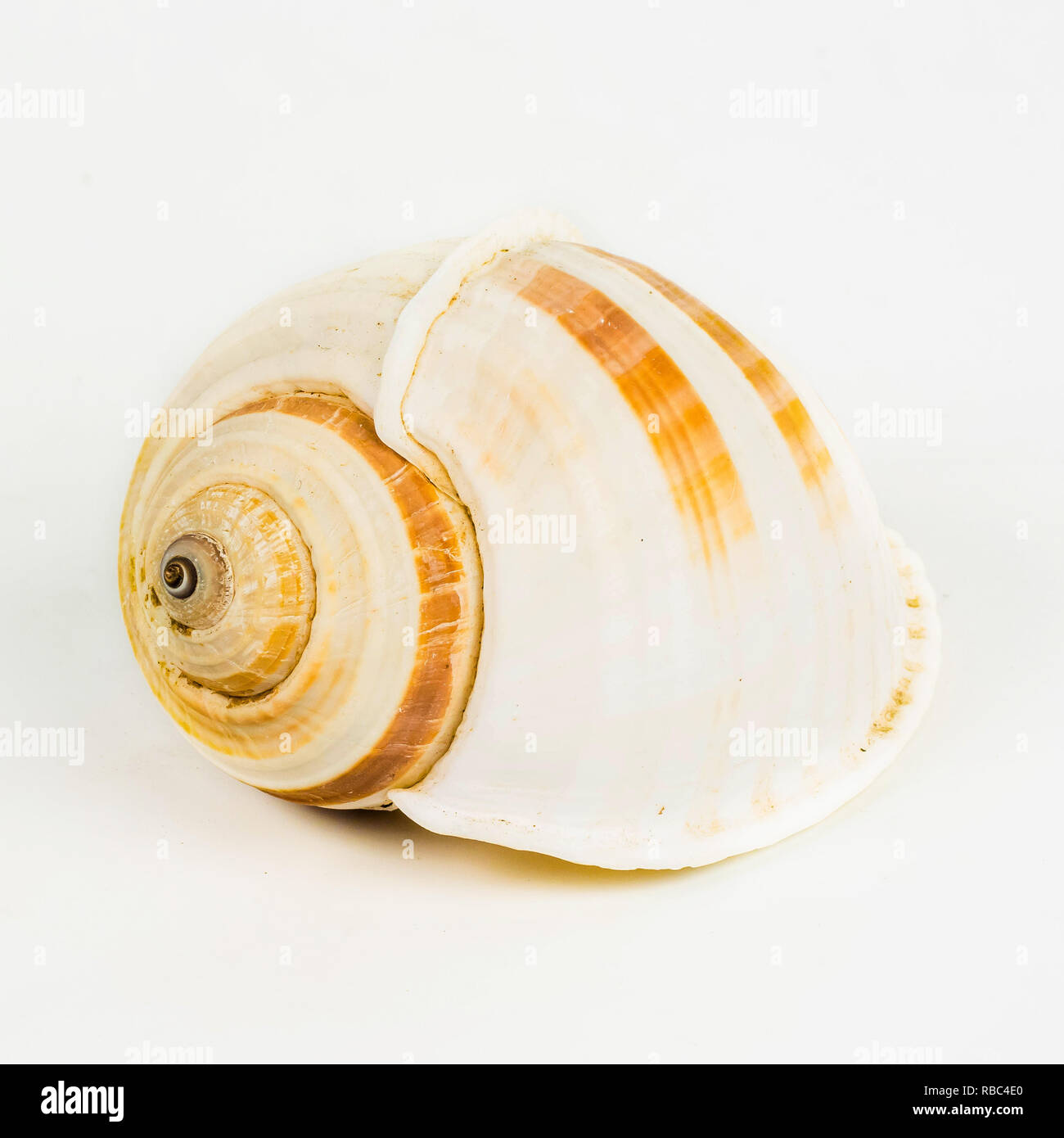 shellfish on Isolated White Background Stock Photo - Alamy