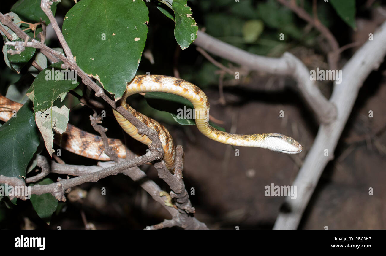 Brown Tree Snake or Night Tiger (Boiga irregularis) lying in ambush at Archway Cave, Undara Lava Tubes, Undara Volcanic National Park, Queensland, QLD Stock Photo