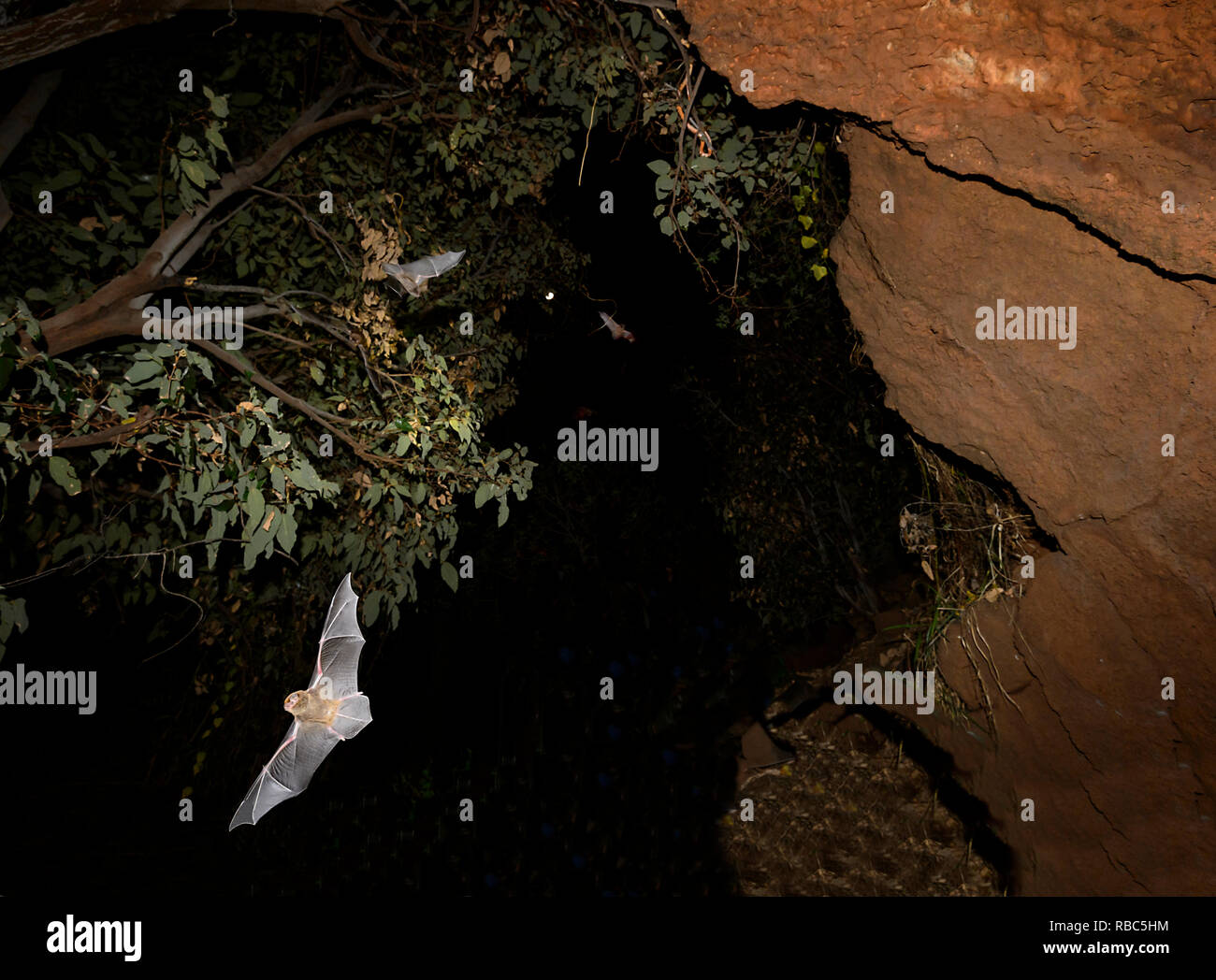 Eastern Horseshoe Bats or Micro Bats (Rhinolophus megaphyllus ignifer) coming out of Archway Cave to hunt at night, Undara Lava Tubes, Undara Volcanic Stock Photo