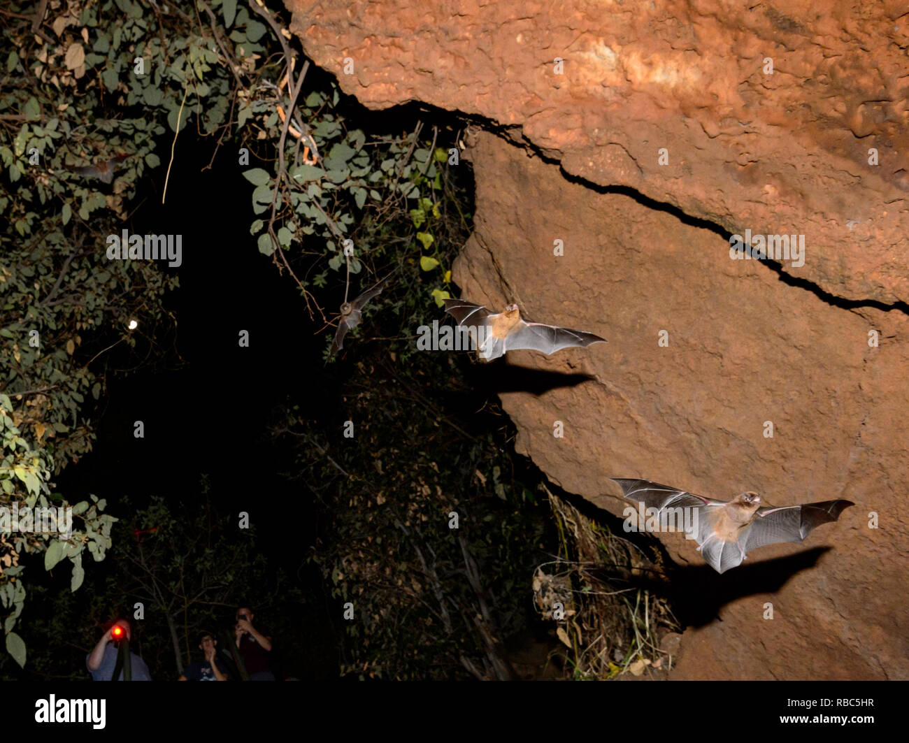 Tourists observing Eastern Horseshoe Bats or Micro Bats (Rhinolophus megaphyllus ignifer) coming out of Archway Cave to hunt at night, Undara Lava Tub Stock Photo