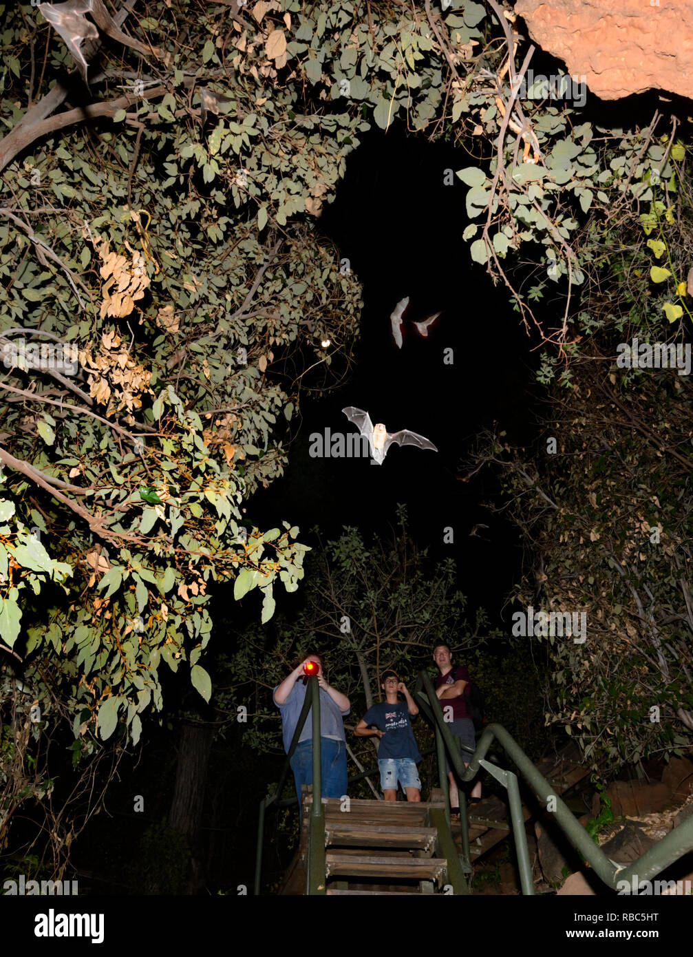 Tourists observing Eastern Horseshoe Bats or Micro Bats (Rhinolophus megaphyllus ignifer) coming out of Archway Cave to hunt at night, Undara Lava Tub Stock Photo