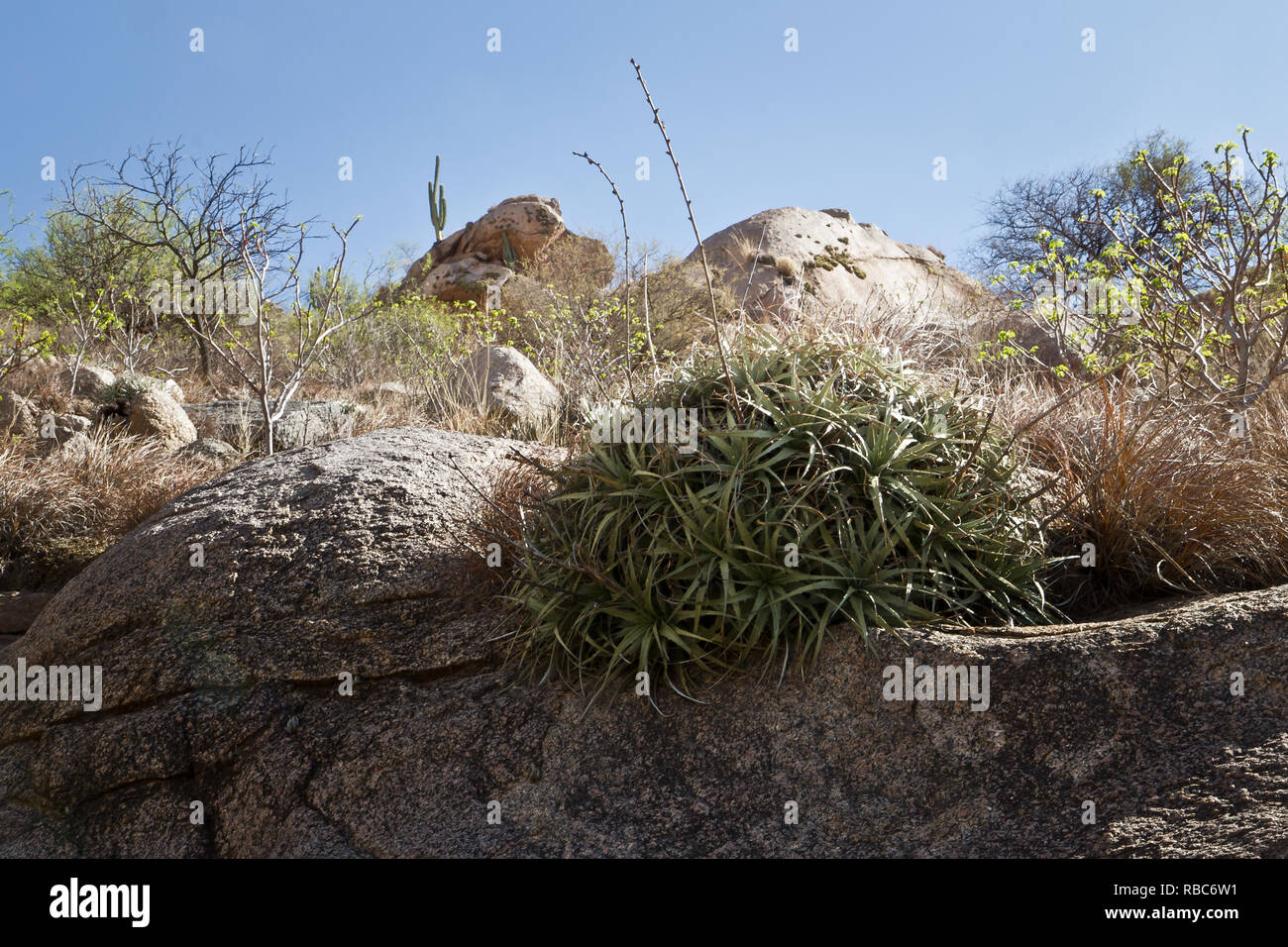 Typical Andean flora in mountains in Argentina Stock Photo