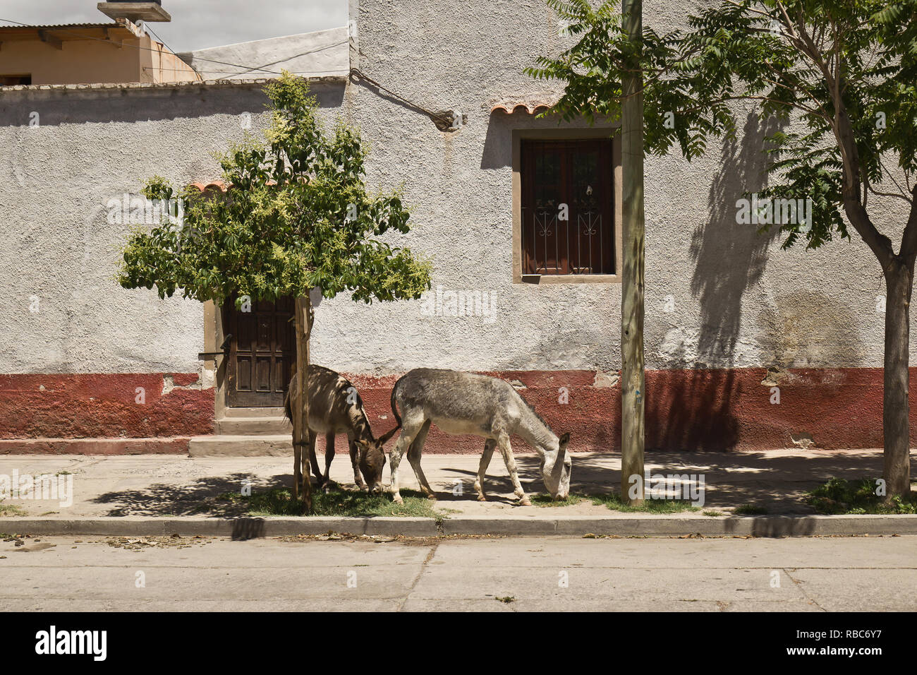 Donkeys in shade hi-res stock photography and images - Alamy