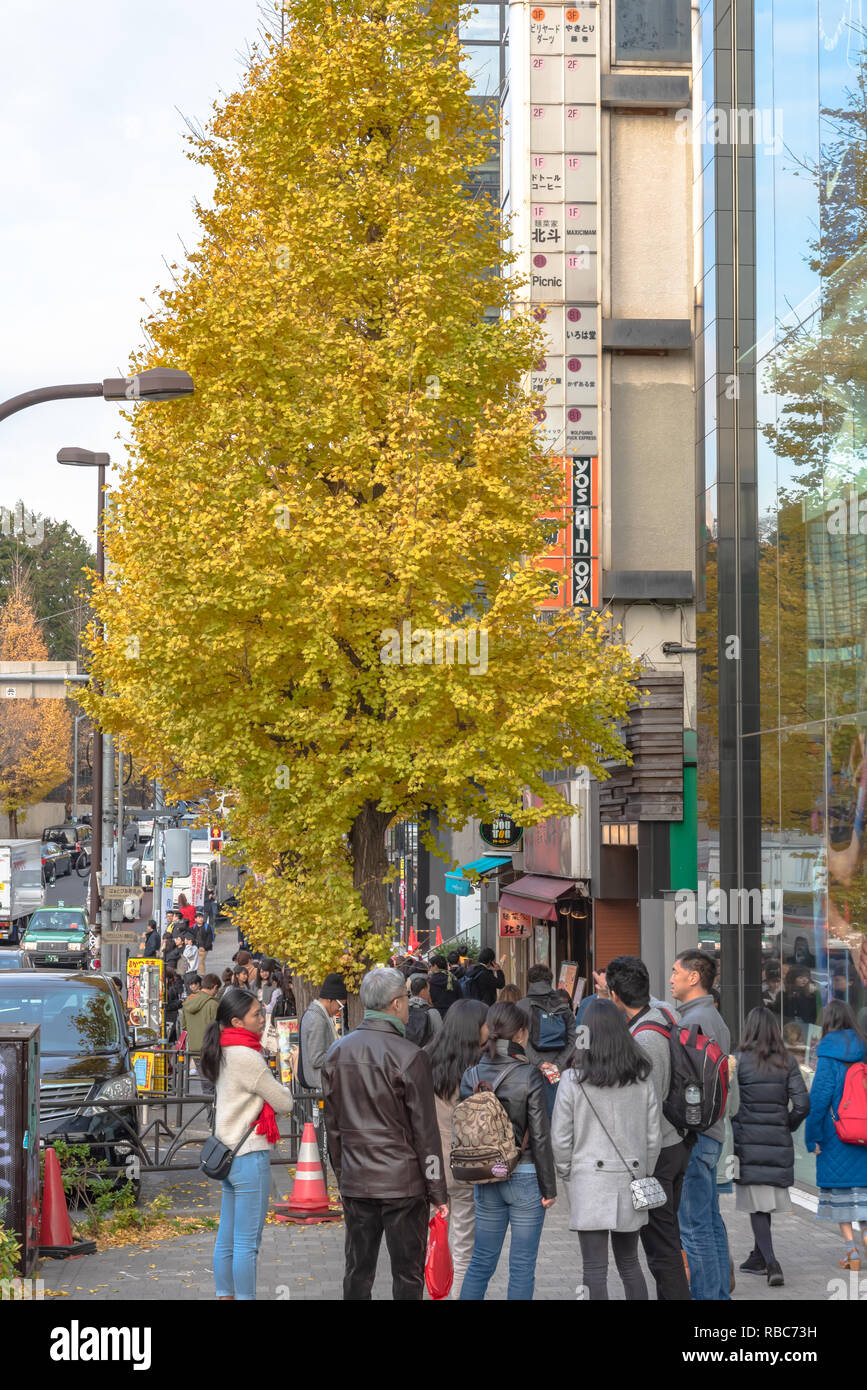 Harajuku street view when ginkgo tree turns yellow in fall in Tokyo, Japan. Stock Photo