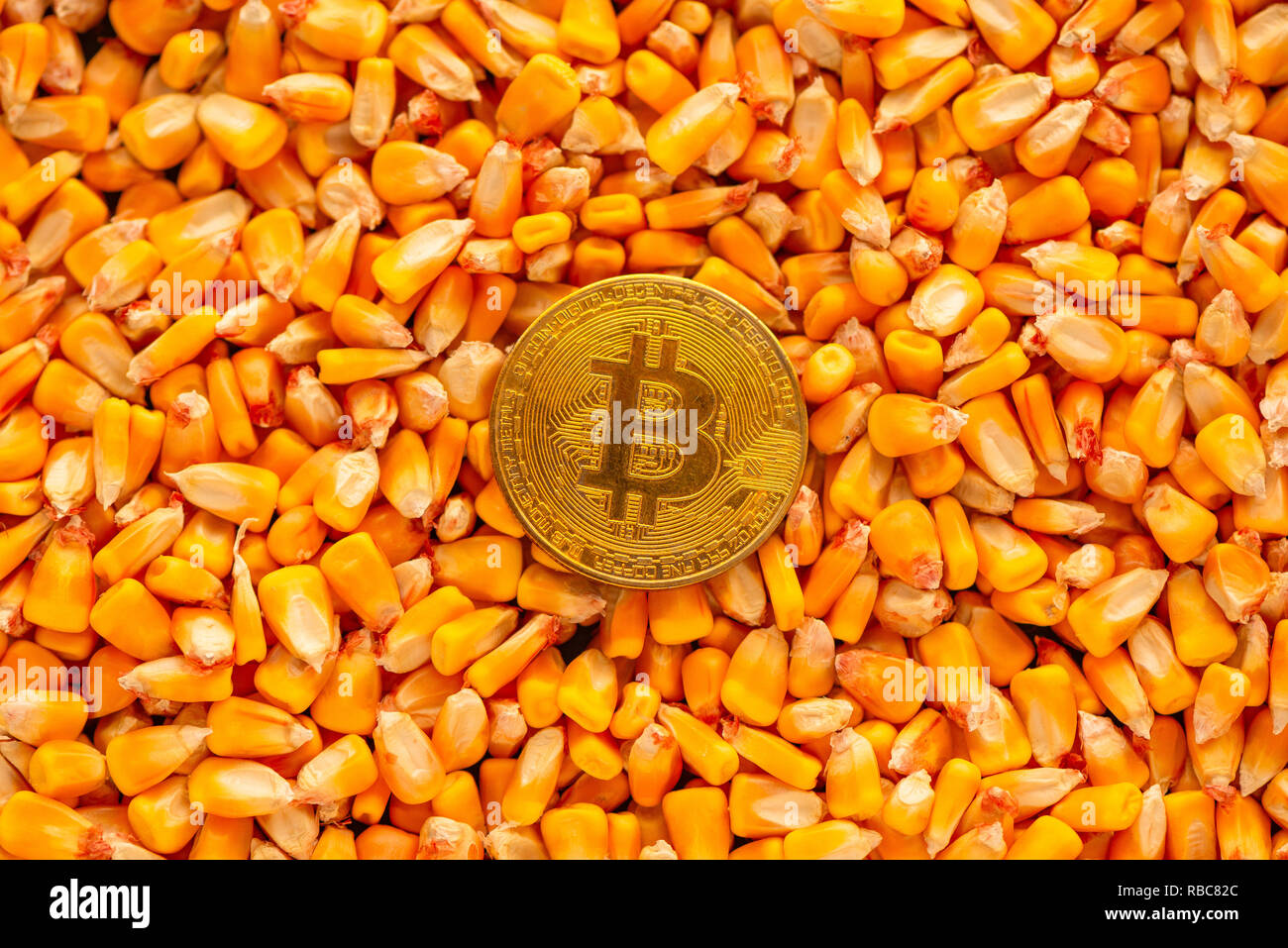 crypto corn