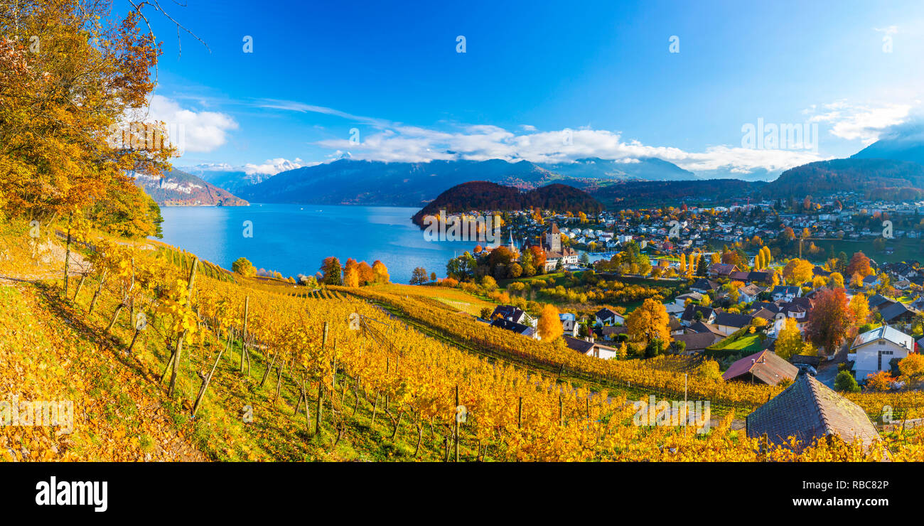 Vineyards With Castle Spiez Hi res Stock Photography And Images Alamy vineyards-with-castle-spiez-hi-res-stock-photography-and-images-alamy