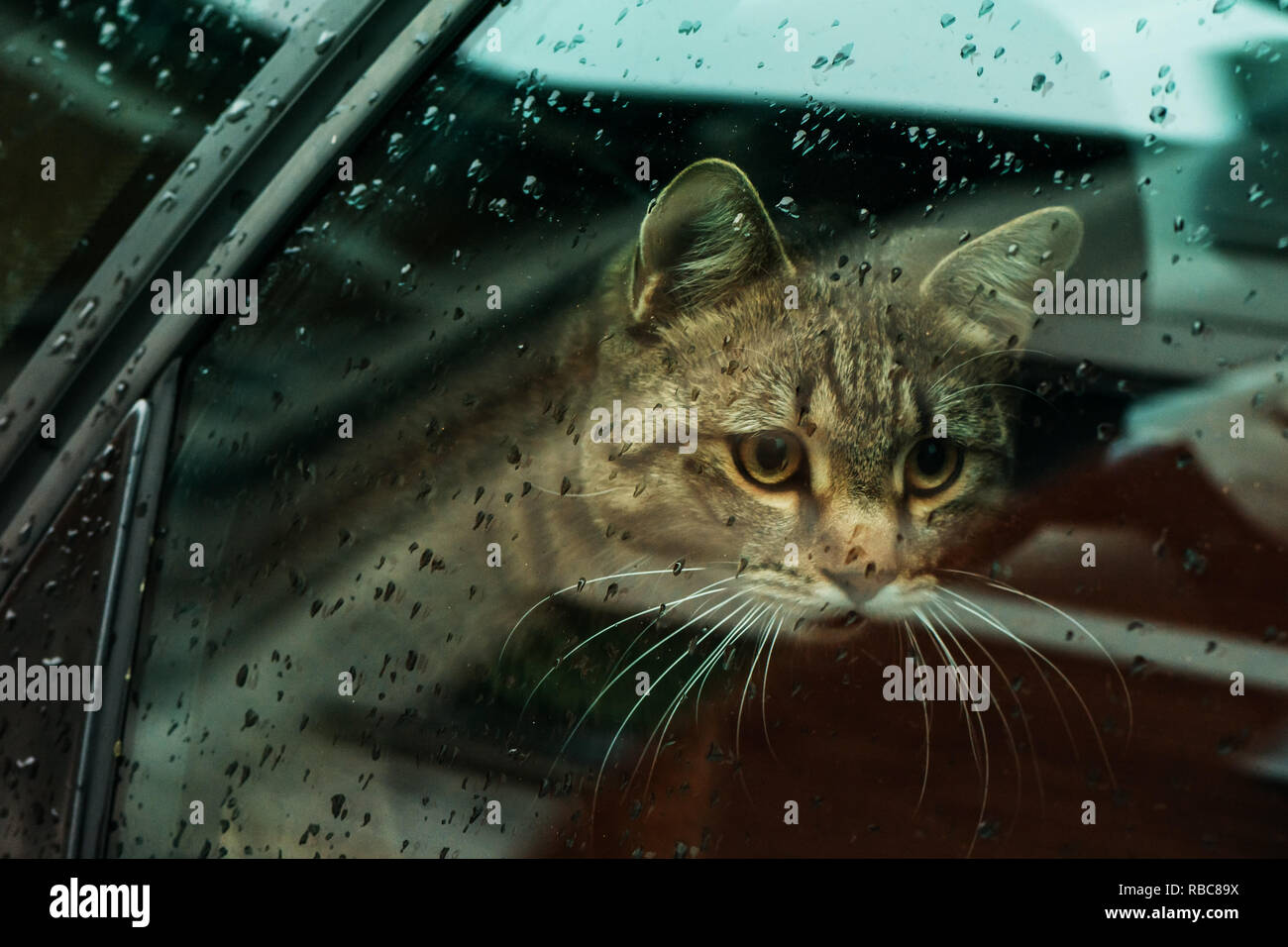 Beautiful cat in the car looking at rain through the window Stock Photo