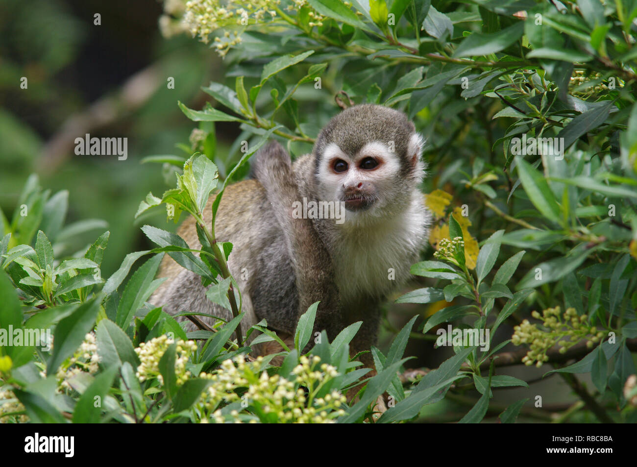 Squirrel monkey - Saimiri sciureus Stock Photo