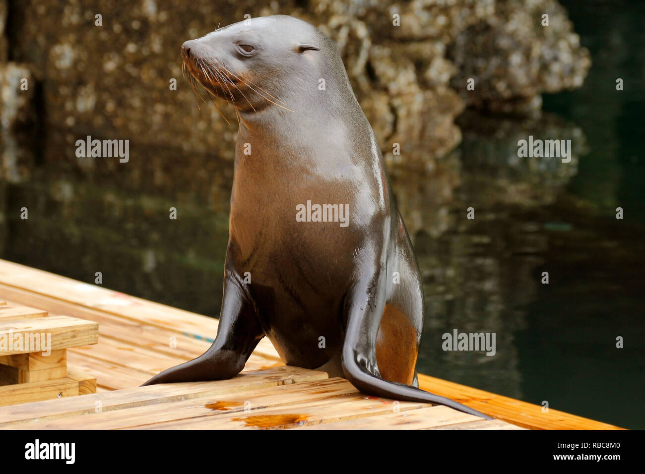 Cape Fur seals in the V&A Waterfront in Cape Town Stock Photo Alamy