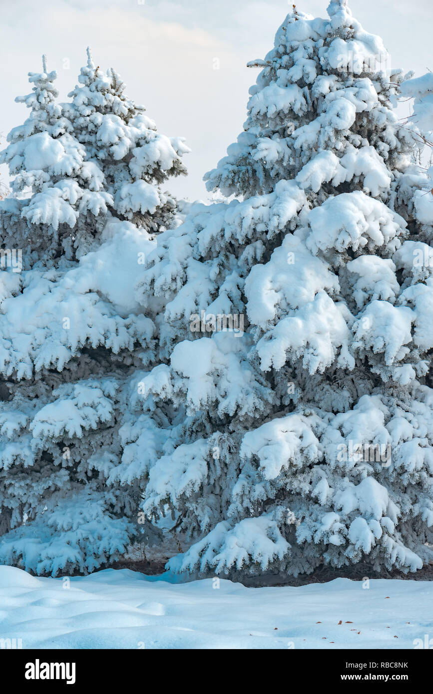 Beautiful fir tree hi-res stock photography and images - Alamy
