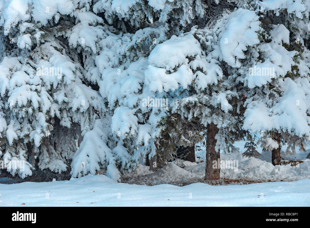 Fir tree covered in snow on beautiful sunny winter day Stock Photo