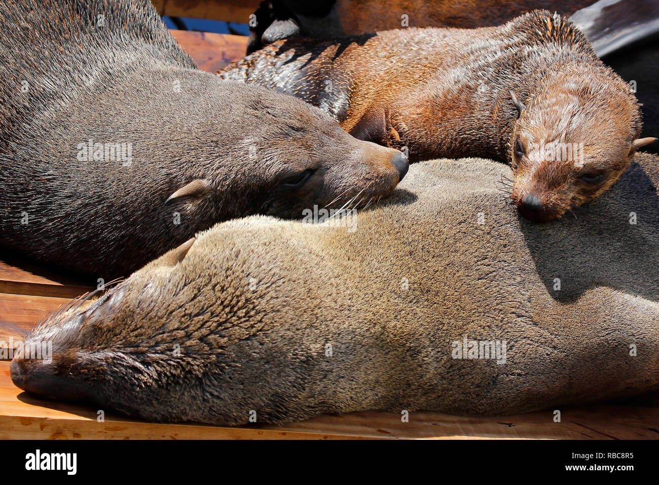 Cape Fur seals in the V&A Waterfront in Cape Town Stock Photo Alamy