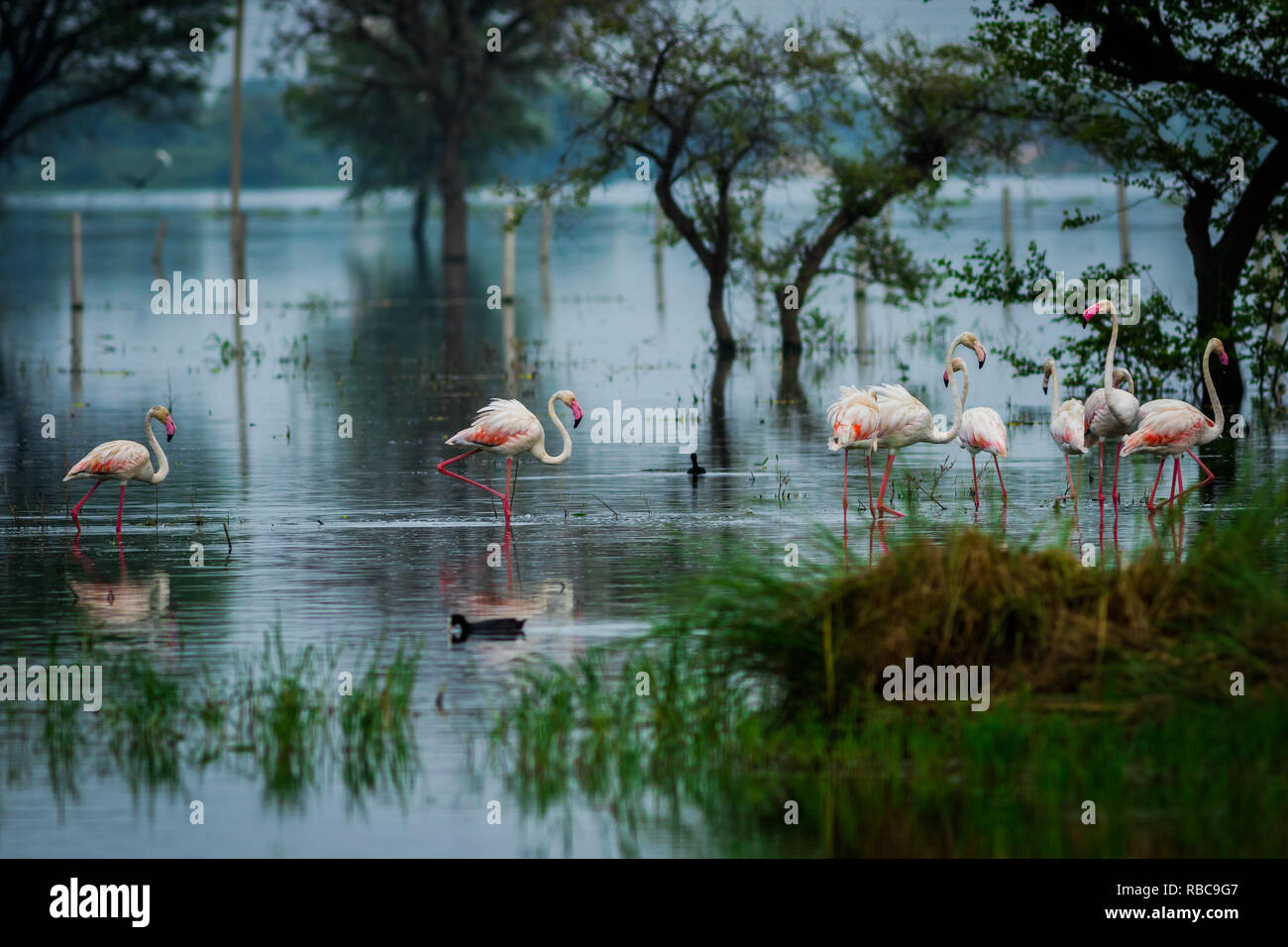 Greater flamingo flock in natural habitat. A nature paining created by