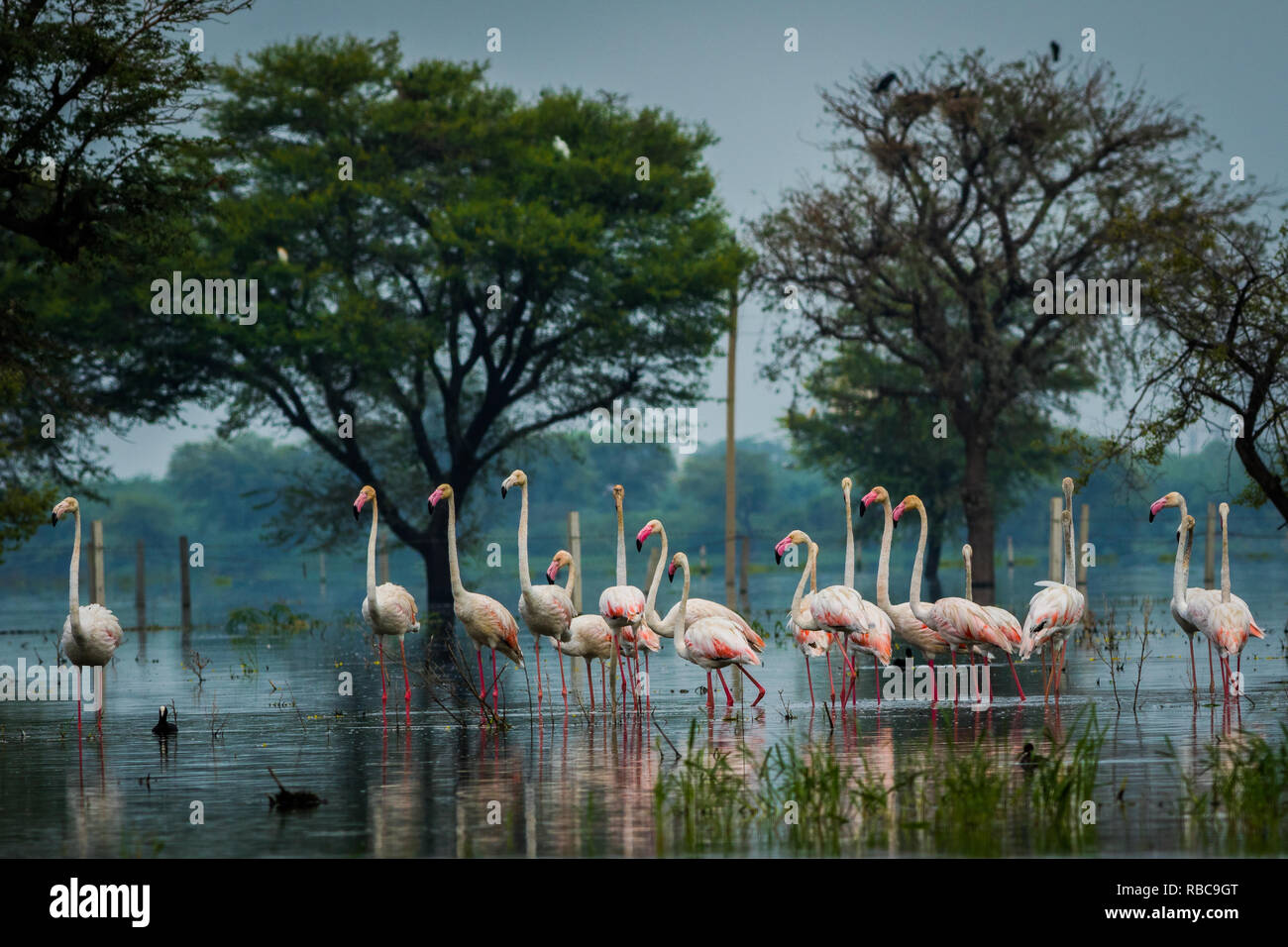 Greater flamingo flock in natural habitat. A nature paining created by