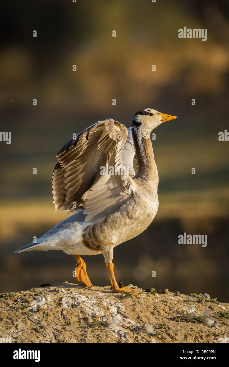 Bar-headed goose at tal chappar blackbuck sanctuary, India Stock Photo