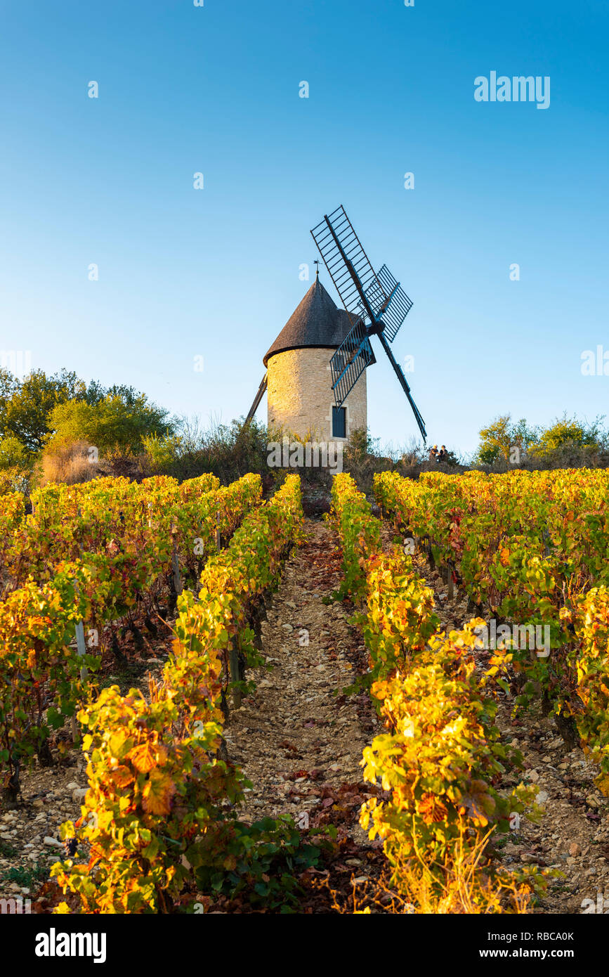 France, Bourgogne-Franche-Comte, Burgundy, Cote-d'Or, Santenay. Sorine Mill windmill and vineyards. Stock Photo