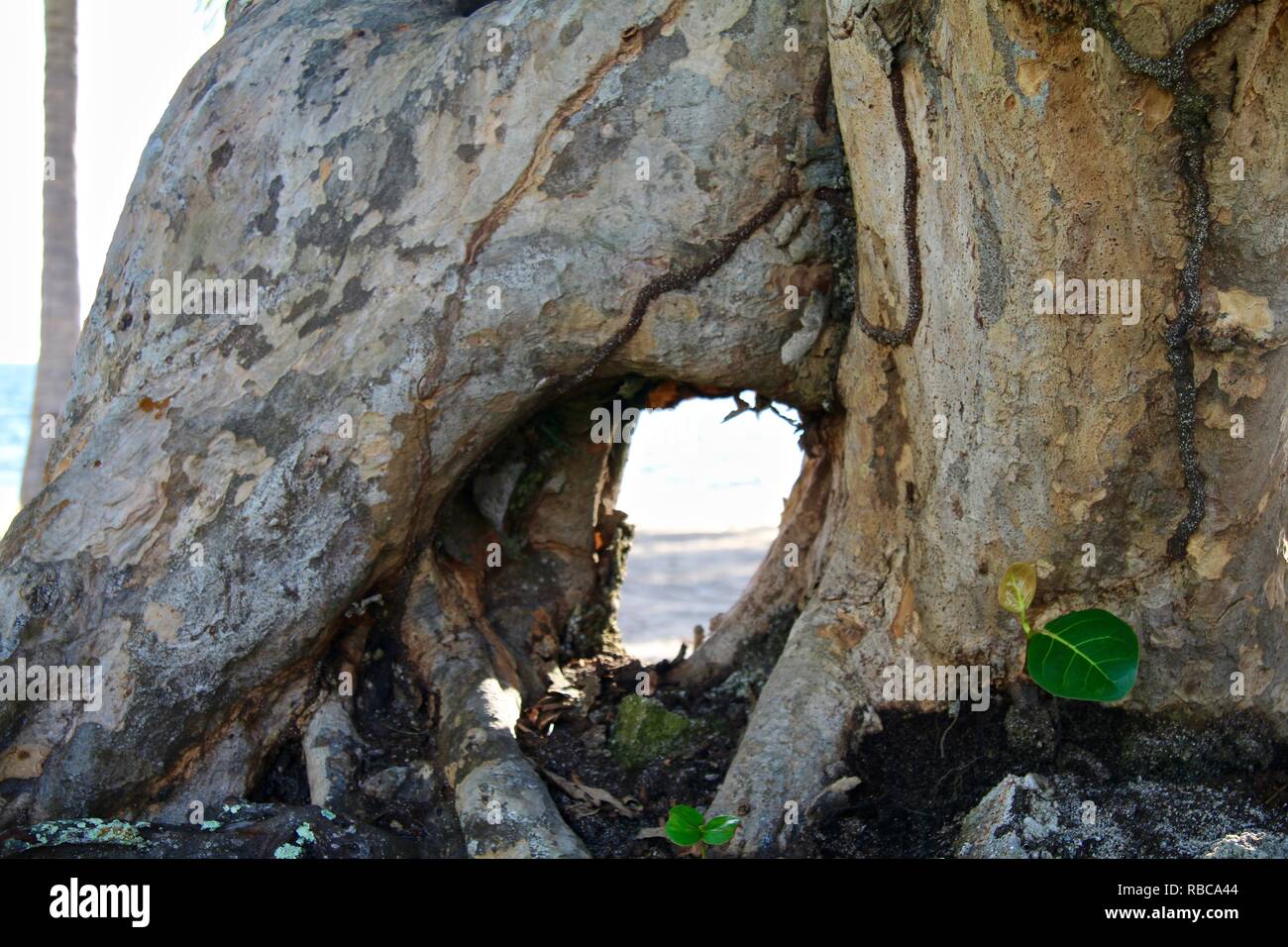 Looking through a tree to the Caribbean beyond Stock Photo