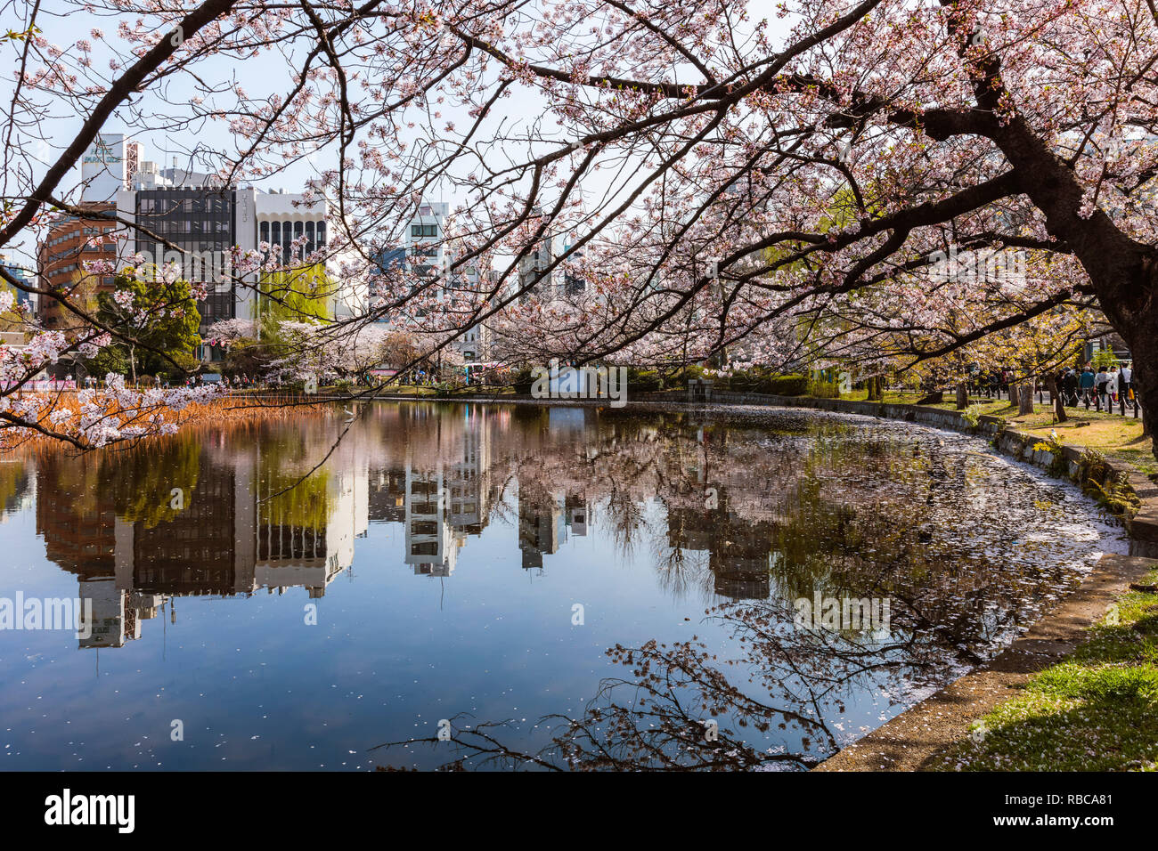 Public park in springtime during cherry blossom season, Tokyo, Japan Stock Photo