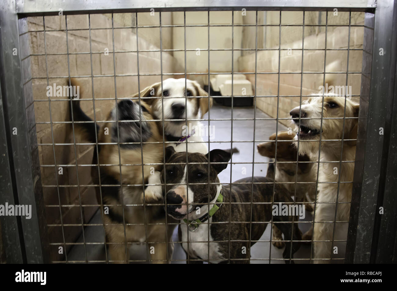Dog in enclosed kennel abandoned animals abuse Stock Photo Alamy