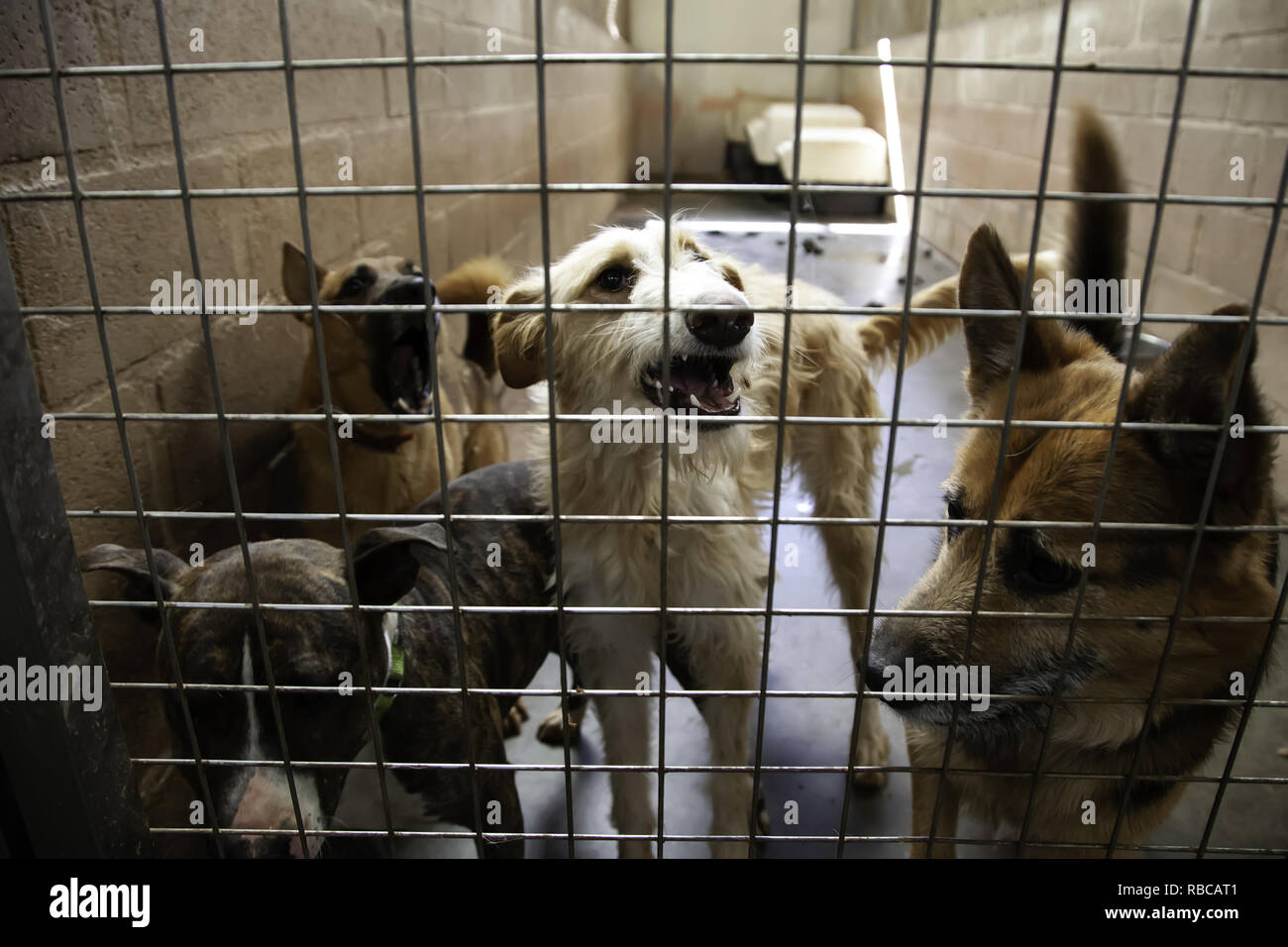 Dog in enclosed kennel, abandoned animals, abuse Stock Photo Alamy
