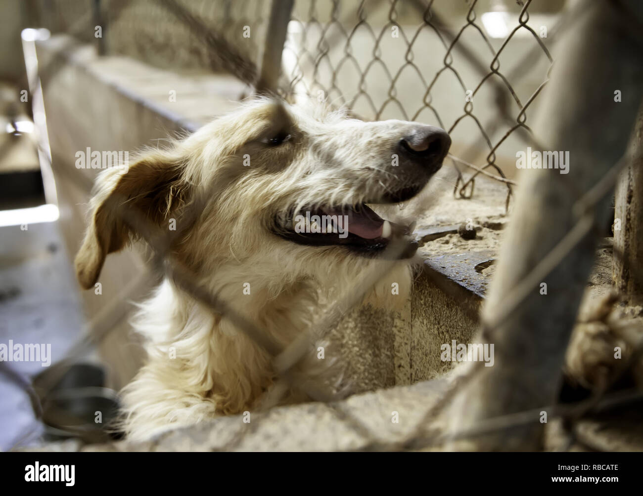 Dog in enclosed kennel, abandoned animals, abuse Stock Photo Alamy