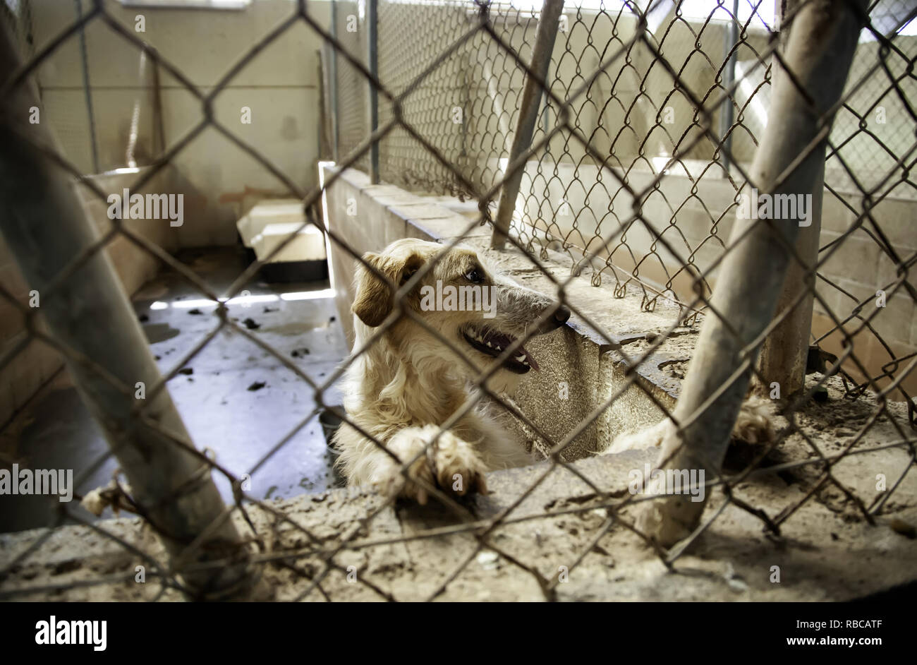 Dog in enclosed kennel, abandoned animals, abuse Stock Photo Alamy