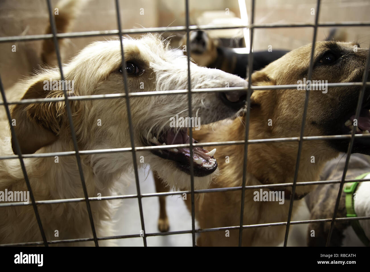 Dog in enclosed kennel, abandoned animals, abuse Stock Photo Alamy