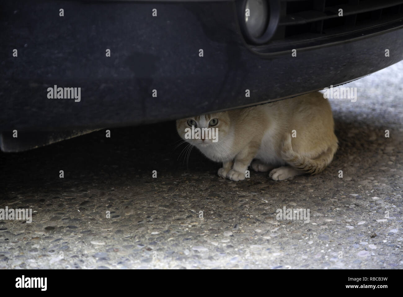 Stray cat under car, abandoned animals, loneliness Stock Photo