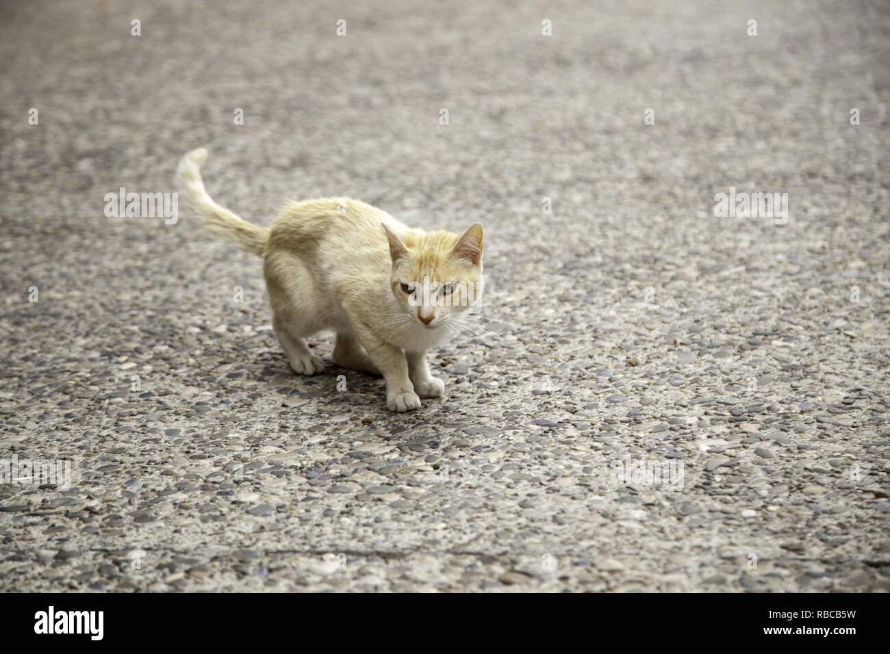 Cats abandoned on the street, animal abuse, loneliness Stock Photo