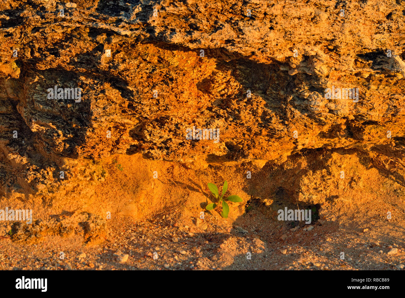 Exposed limestone rocks with hardy plant community along shore of Lake Travis, Austin, Texas, USA Stock Photo