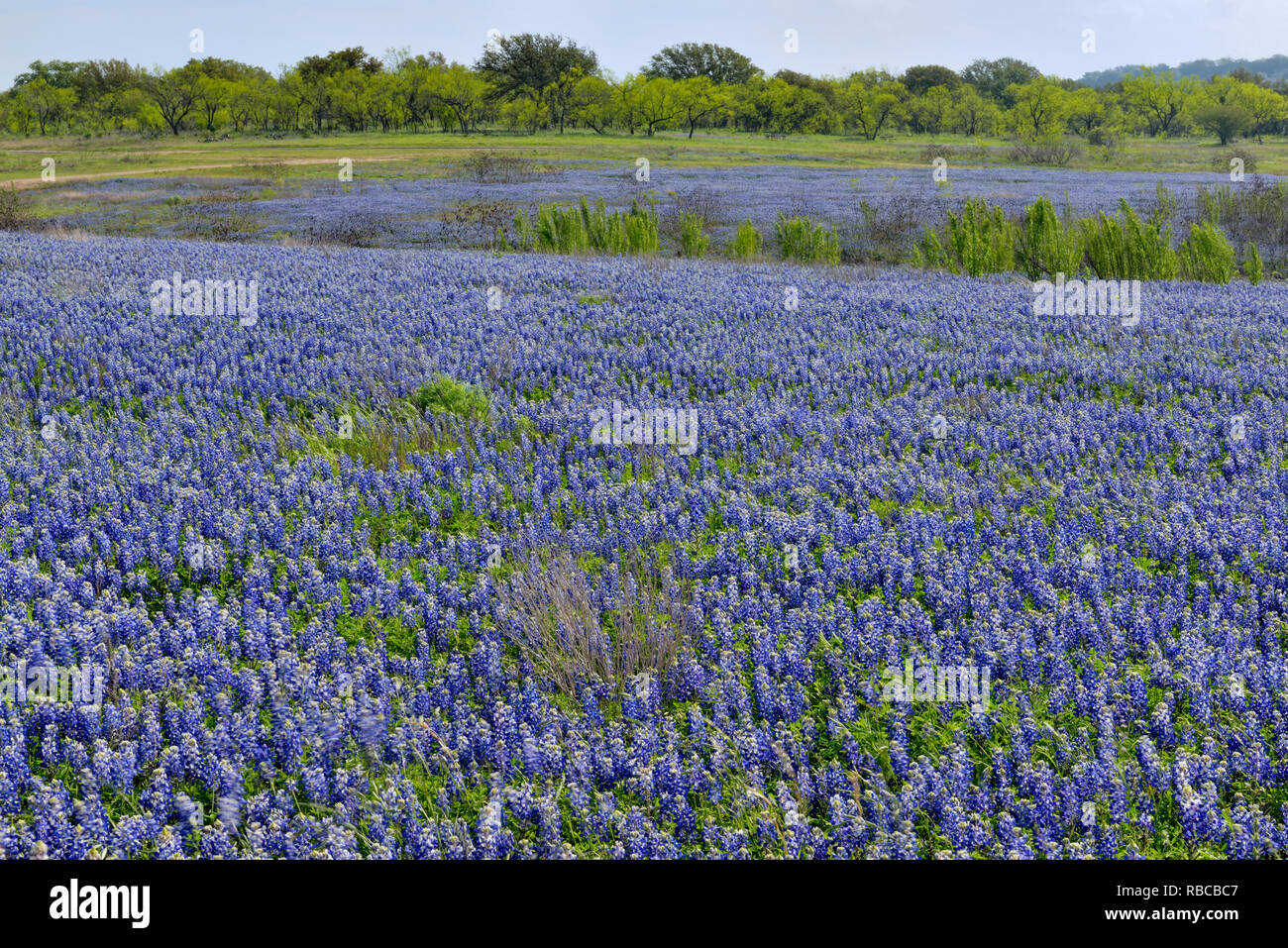 Flowering Texas near Lake Travis, Pace Bend Lower Colorado