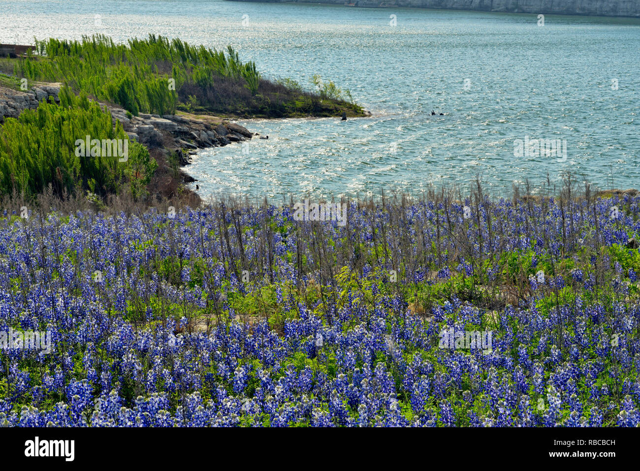 Flowering Texas near Lake Travis, Pace Bend Lower Colorado