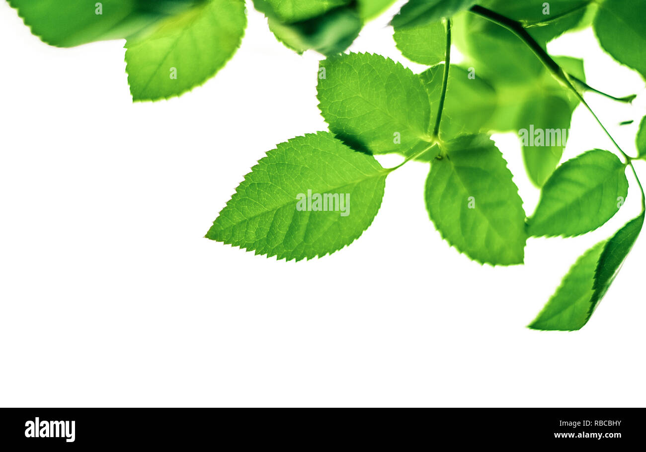 green leaves isolated on white background - nature and springtime ...