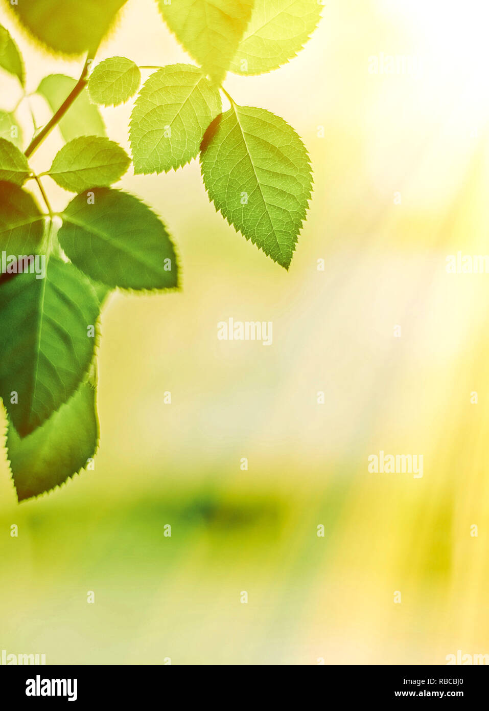 green leaves - nature backgrounds and springtime concept, elegant ...