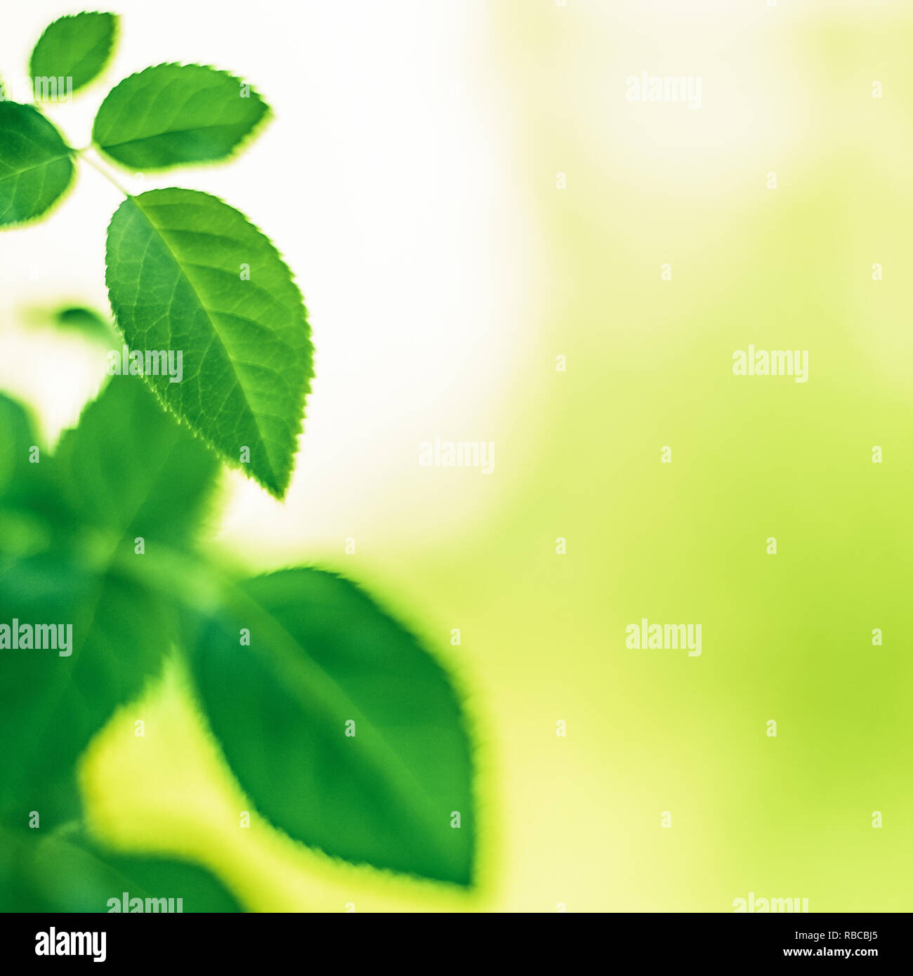 green leaves - nature backgrounds and springtime concept, elegant ...