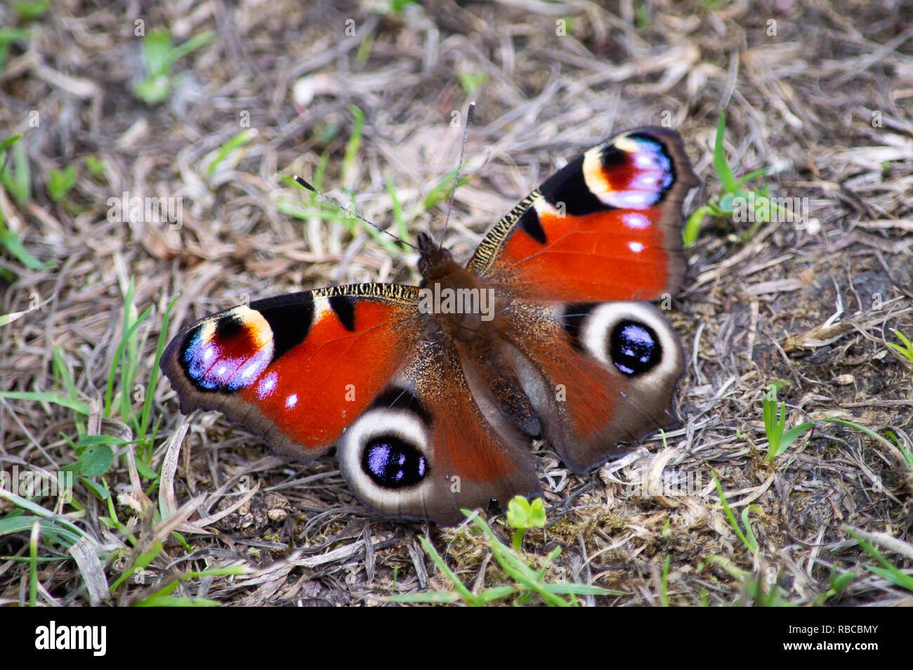 Peacock butterfly on dried grass Stock Photo