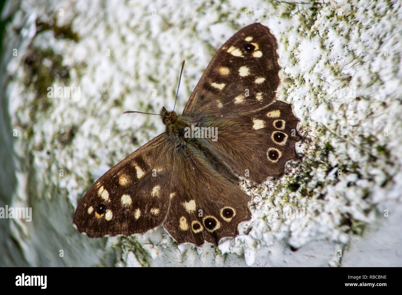 Speckled Wood butterfly on a white background Stock Photo