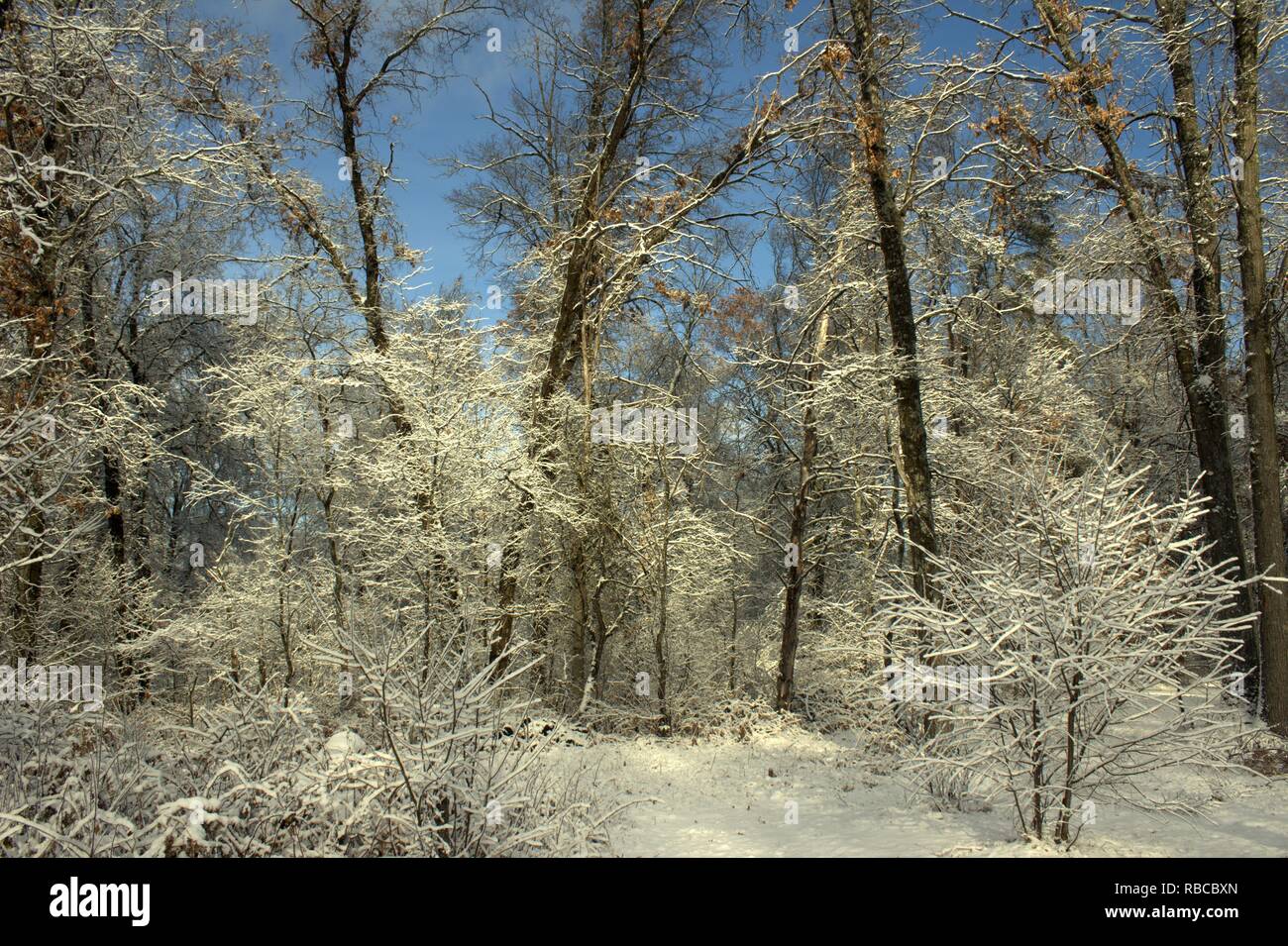 Snow Covered Trees And Blue Skies Stock Photo - Alamy