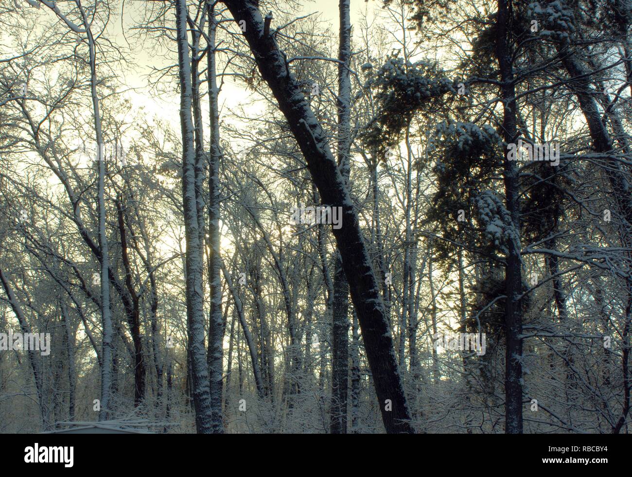 Sun Setting Through The Snowy Woods Stock Photo