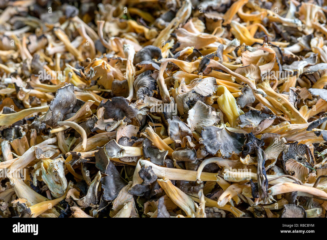 fresh, brown wild mushrooms in the market Stock Photo