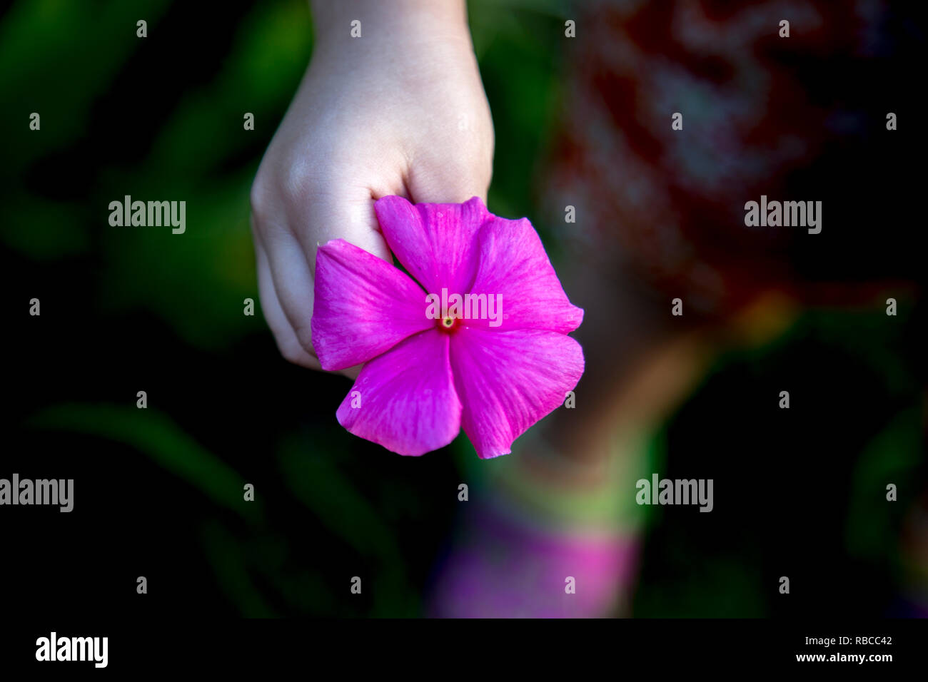 Chulas, Catharanthus roseus Stock Photo